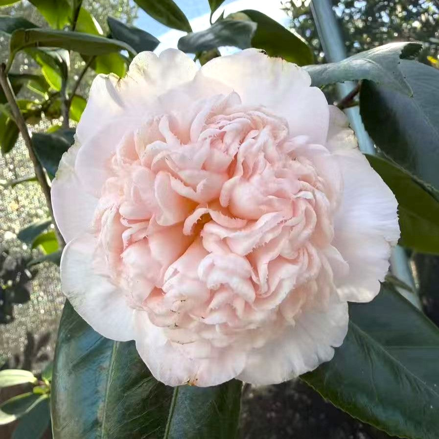 'Mrs D. W. Davis Descanso' Camellia