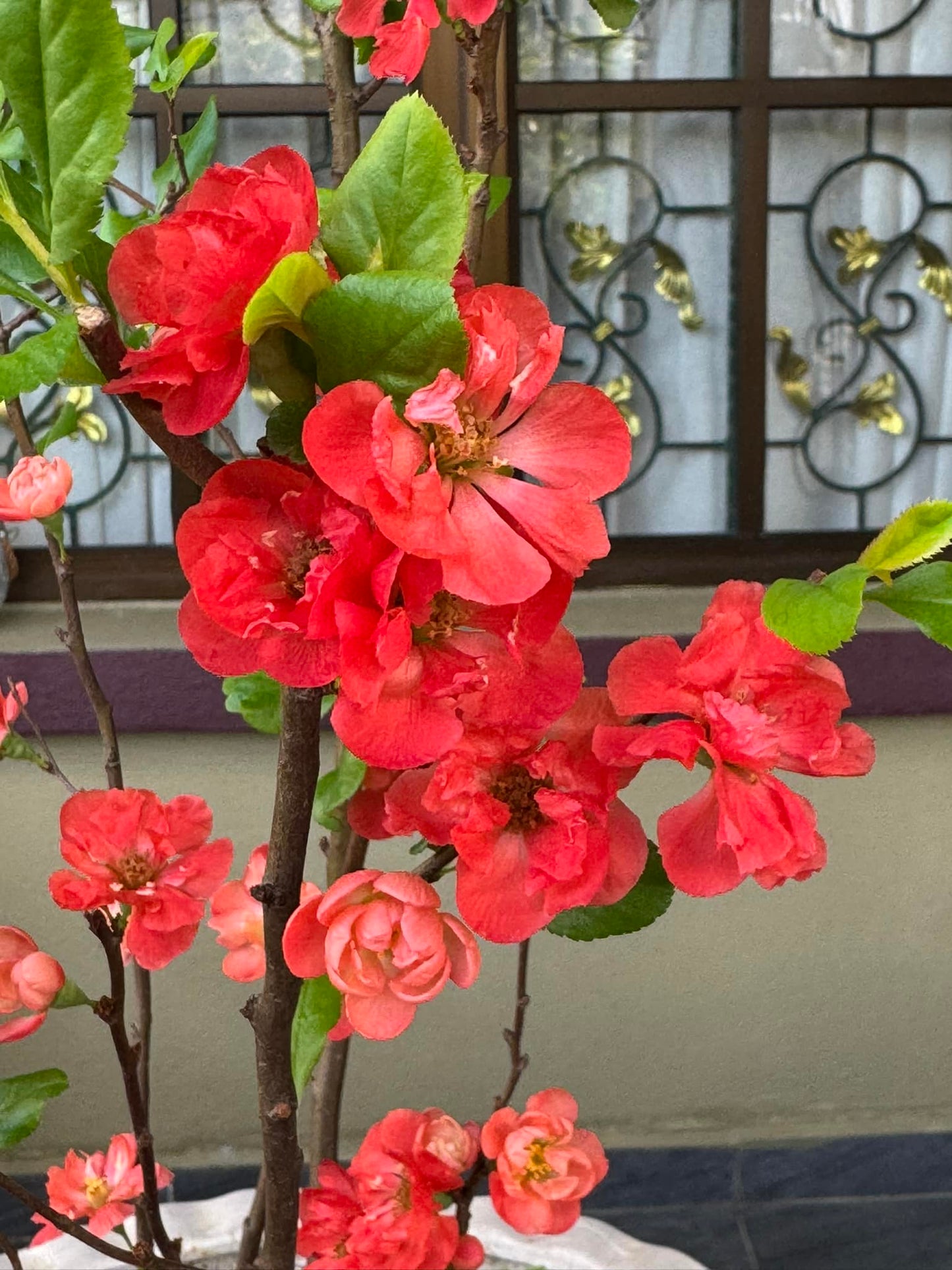 'Chojuraku' Japanese Flowering Quince