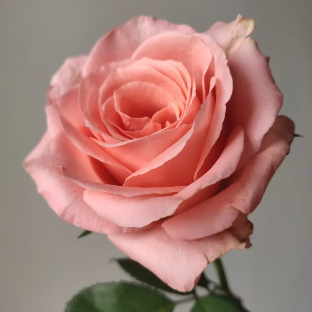 'Martha' Shrub Rose