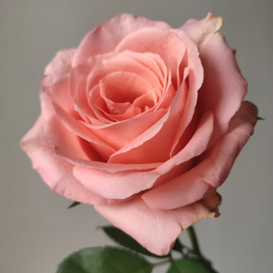 'Martha' Shrub Rose