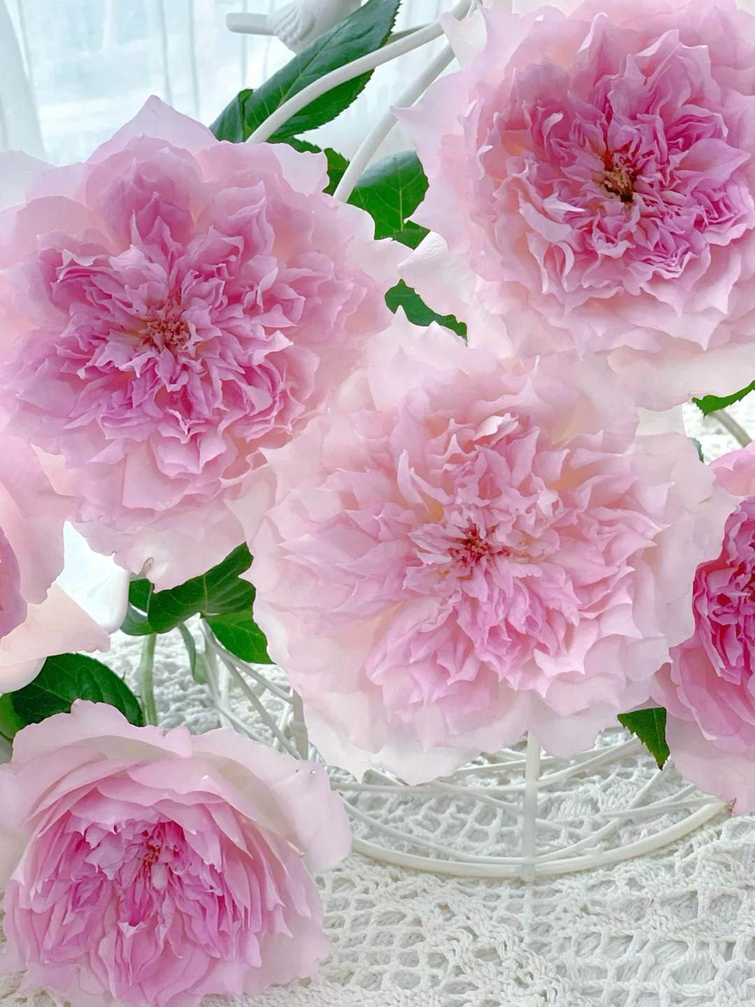 'Ajourée' Shrub Rose