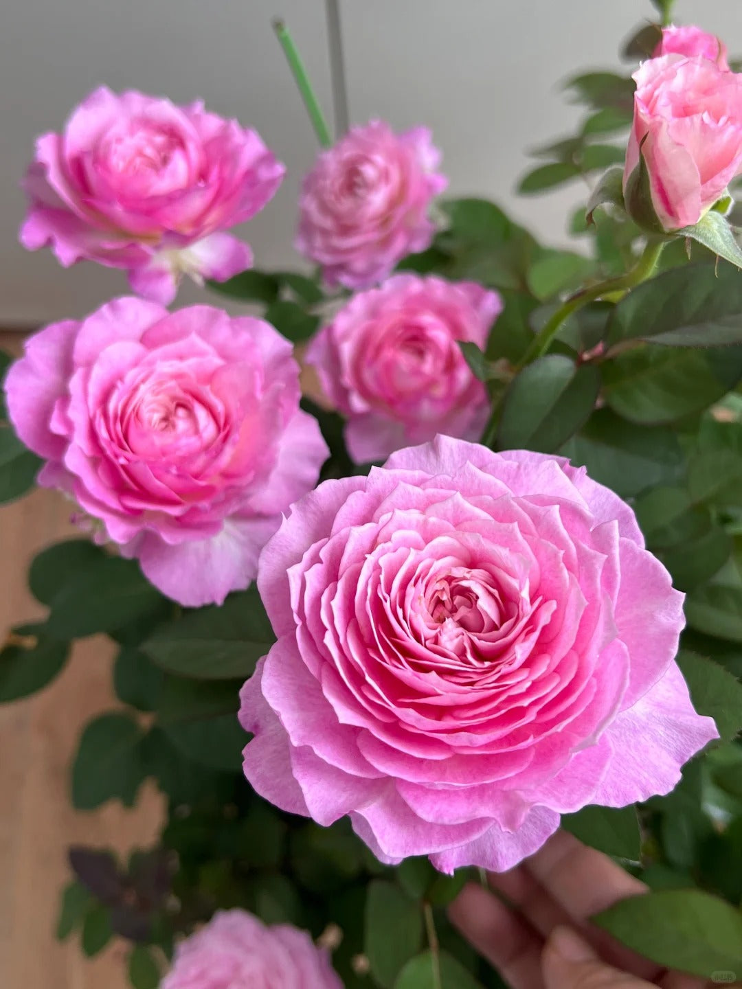 'Xingyuan Xueqing' Shrub Rose