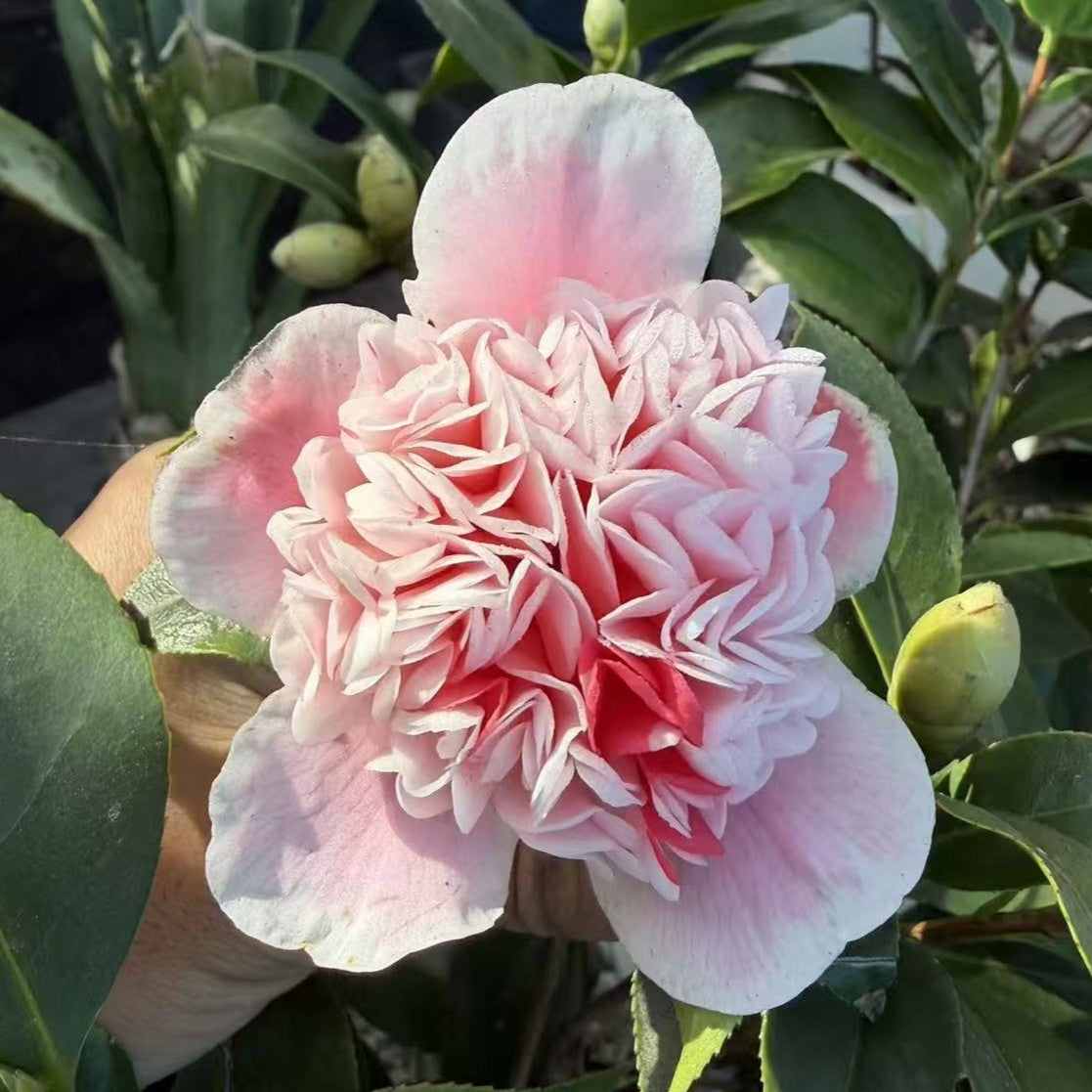 'Anemone Five Color' Camellia
