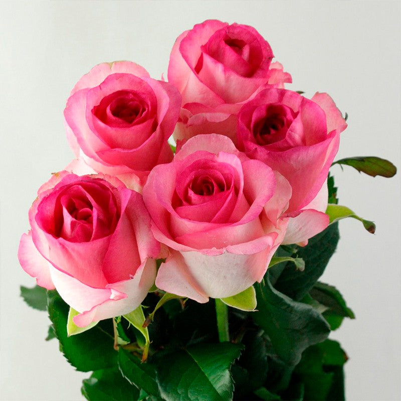 'Bella Vita' Shrub Rose