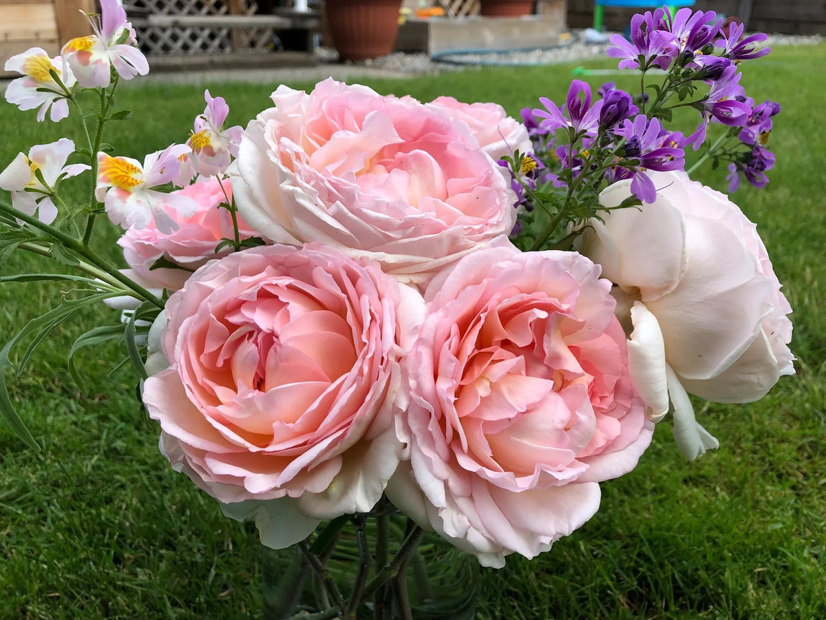 Bliss™ Parfuma® Shrub Rose Brush Live Plant, 5 gallon