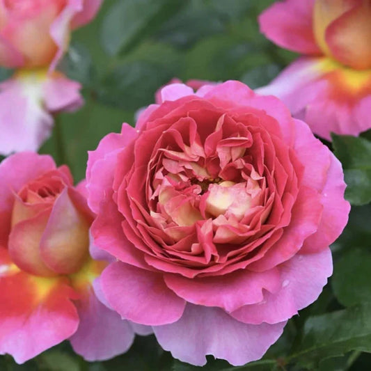 'Esprit de Paris' Shrub Rose