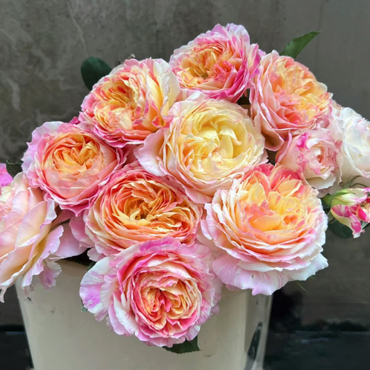 'Claude Monet' Shrub Rose