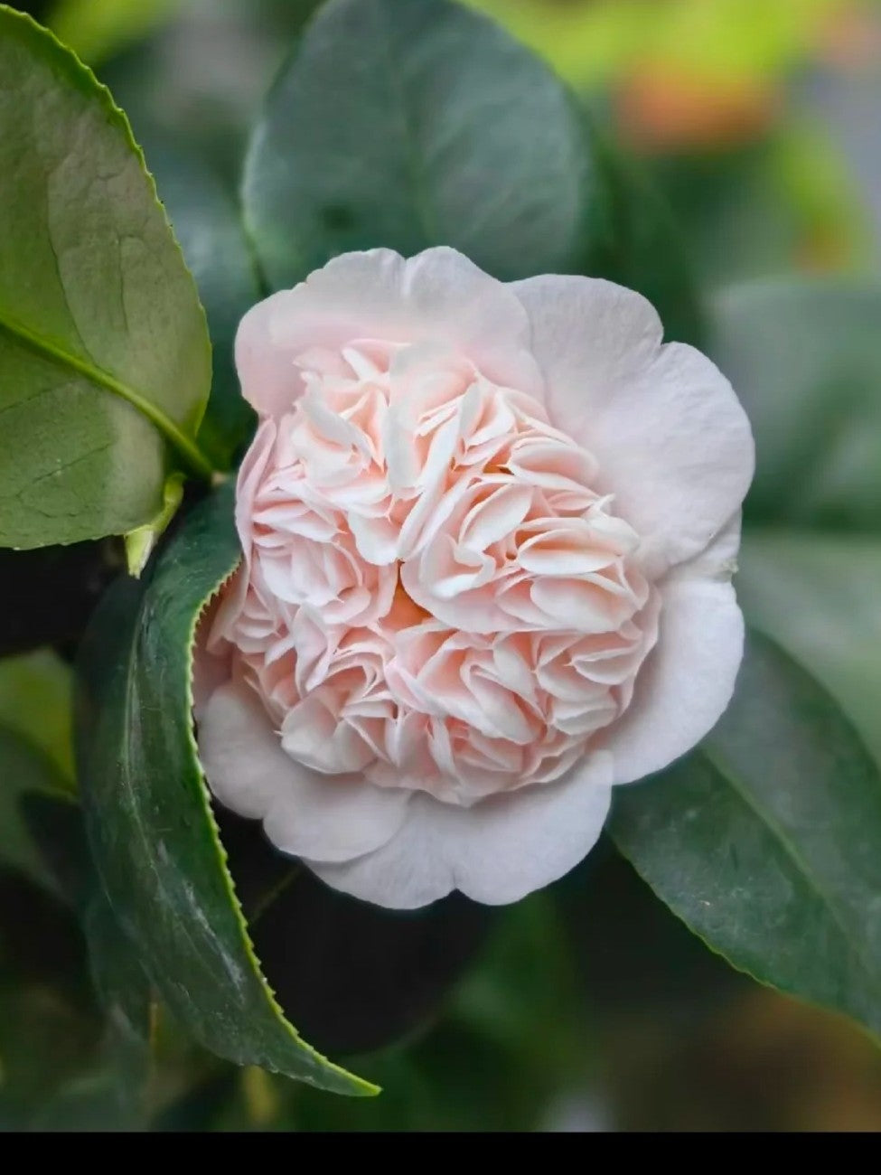 'Rōranka' Camellia