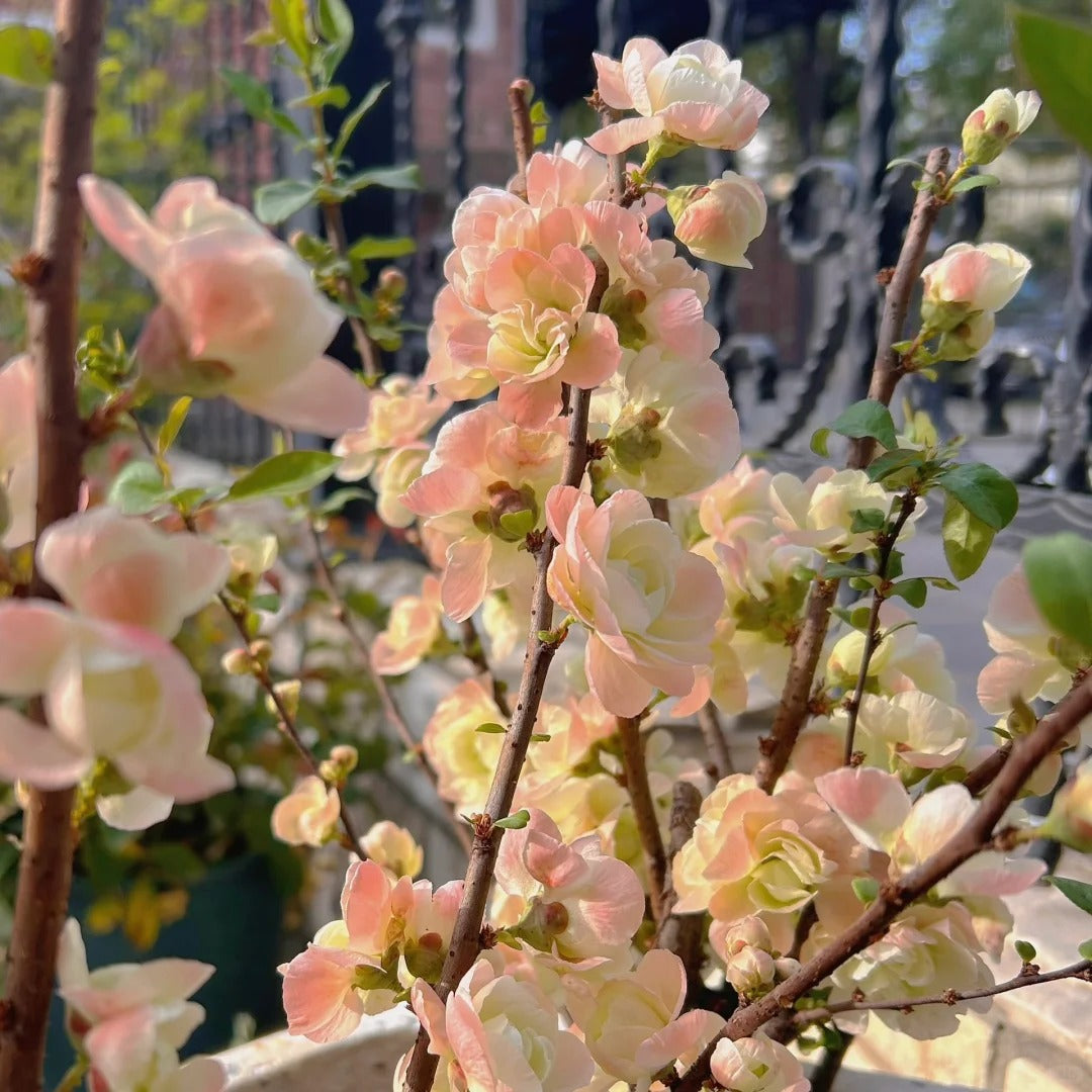'Caiyu Rose Promise' Japanese Flowering Quince