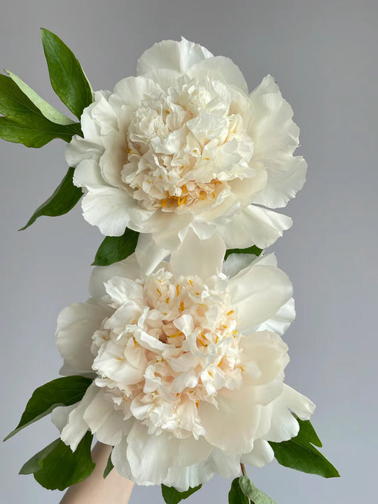 Yao Huang  姚黄 Tree Peony