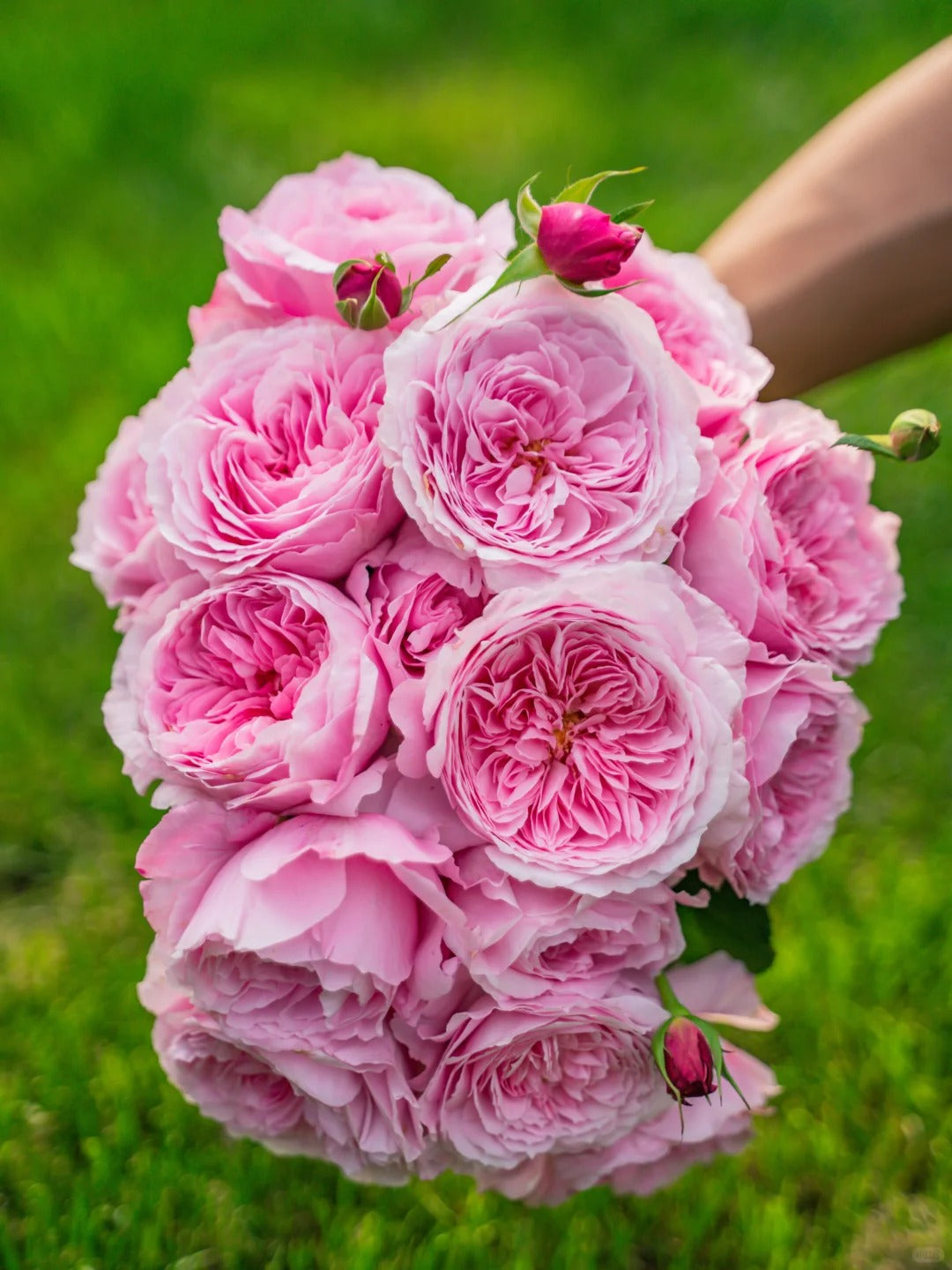 'Hejiao' Shrub Rose