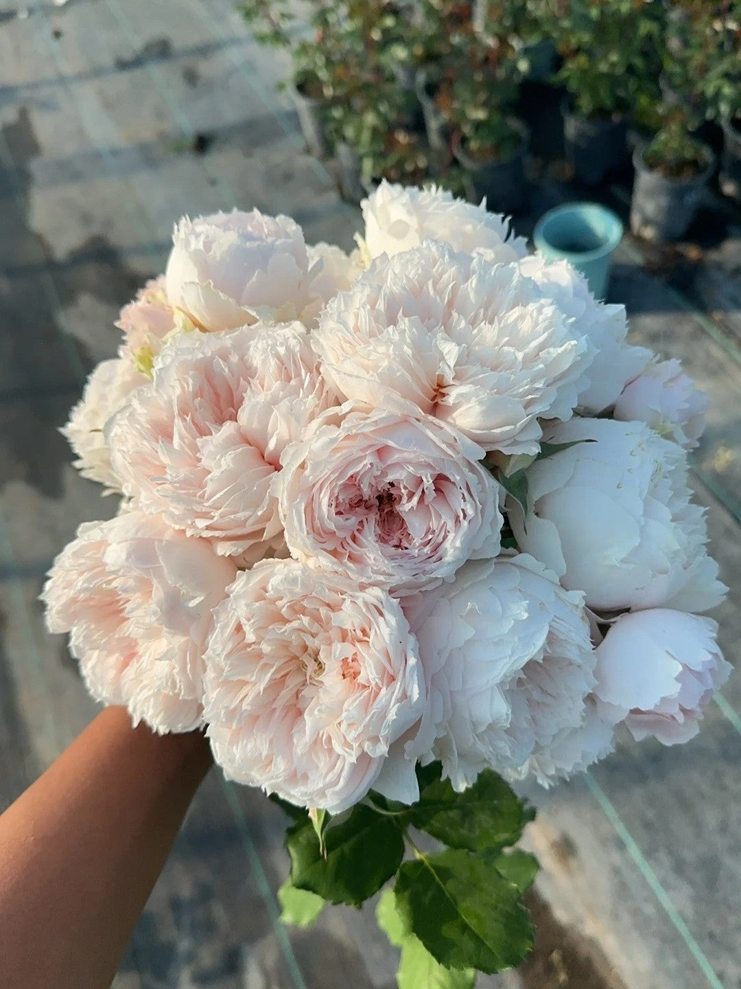 'Yanzi' Shrub Rose