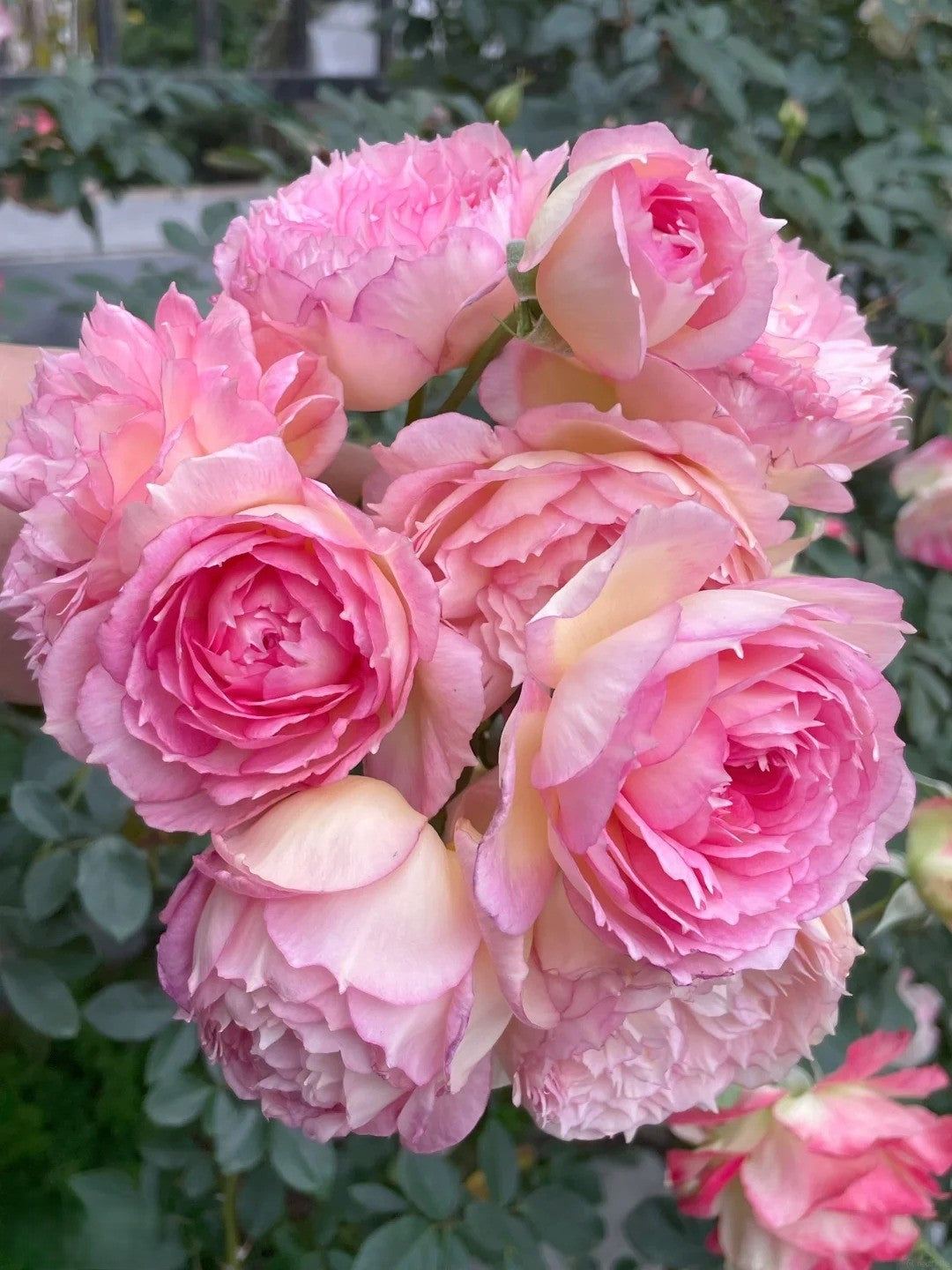 'Jade Bowl Lace' Shrub Rose