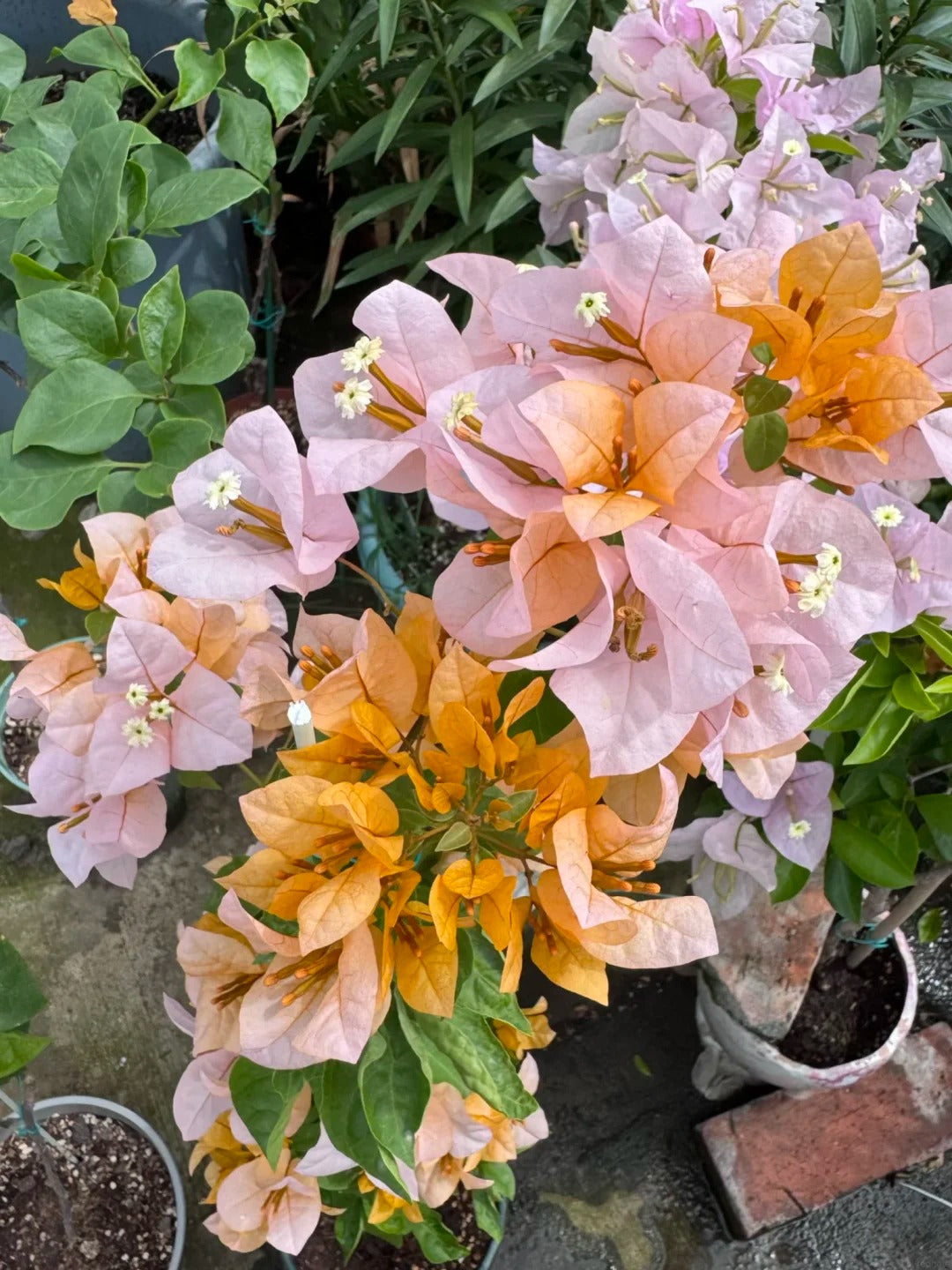 Bougainvillea 'Huangnvlang'