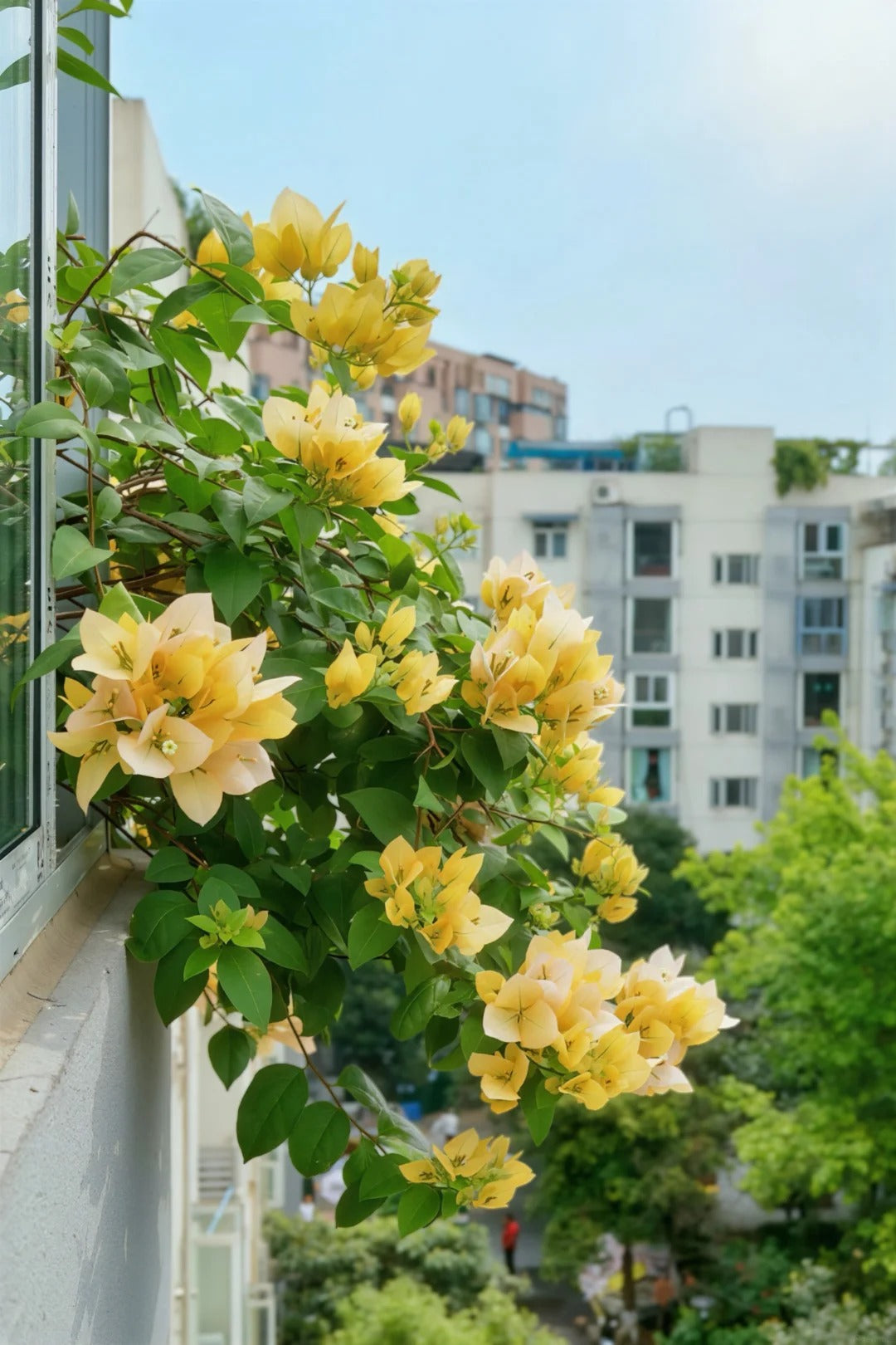 Bougainvillea 'Suvarna'