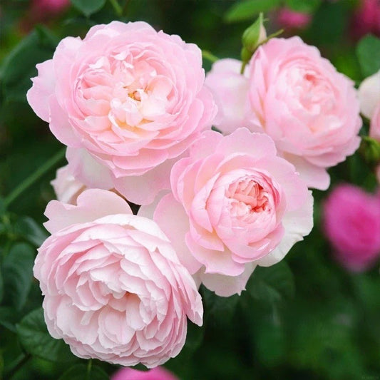 Gentle Hermione® (Ausrumba) David Austin® Shrub Rose Brush Live Plant, 5 gallon