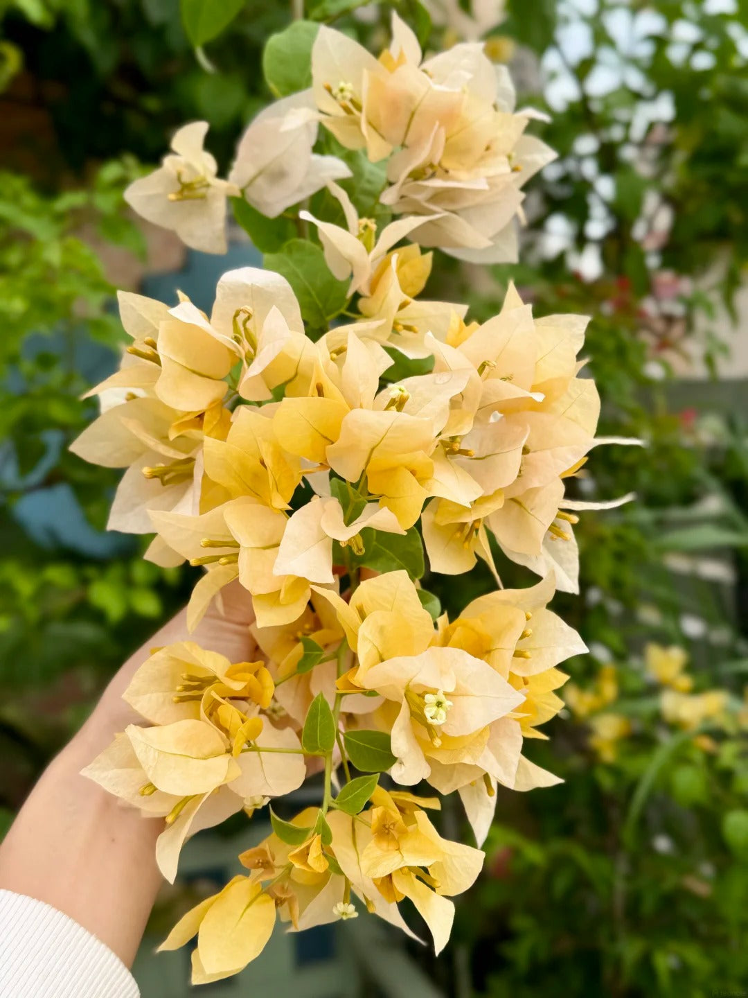 Bougainvillea 'Suvarna'