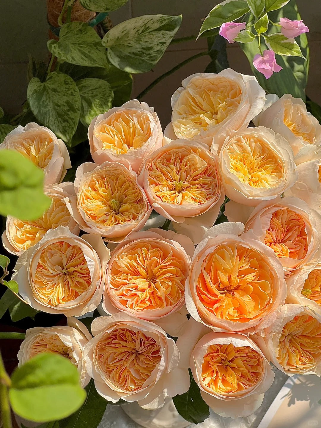 Ausjameson - English Shrub Rose Brush Wedding Cut Roses Live Plant, 3-5 gallon