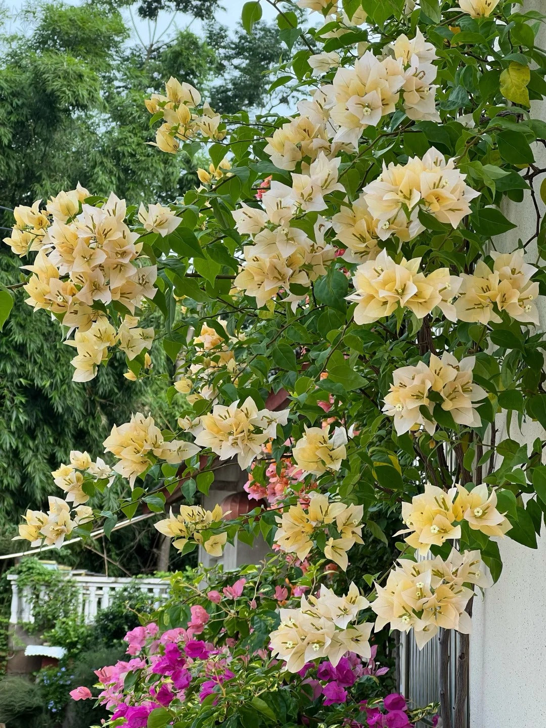 Bougainvillea 'Suvarna'
