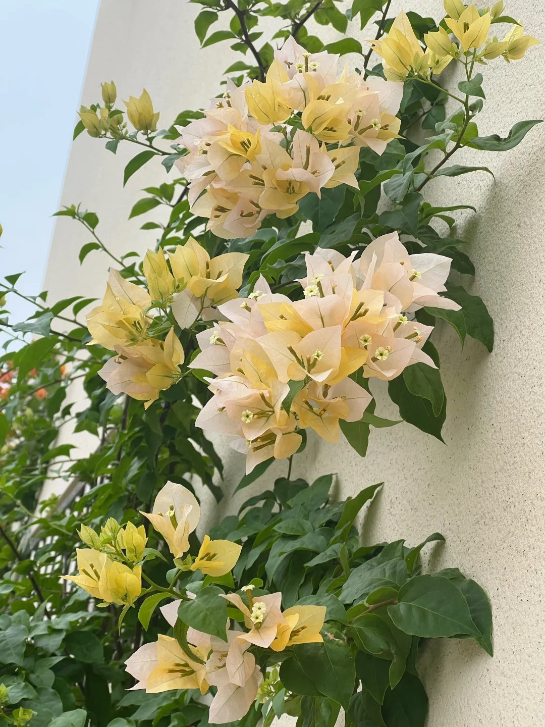 Bougainvillea 'Suvarna'