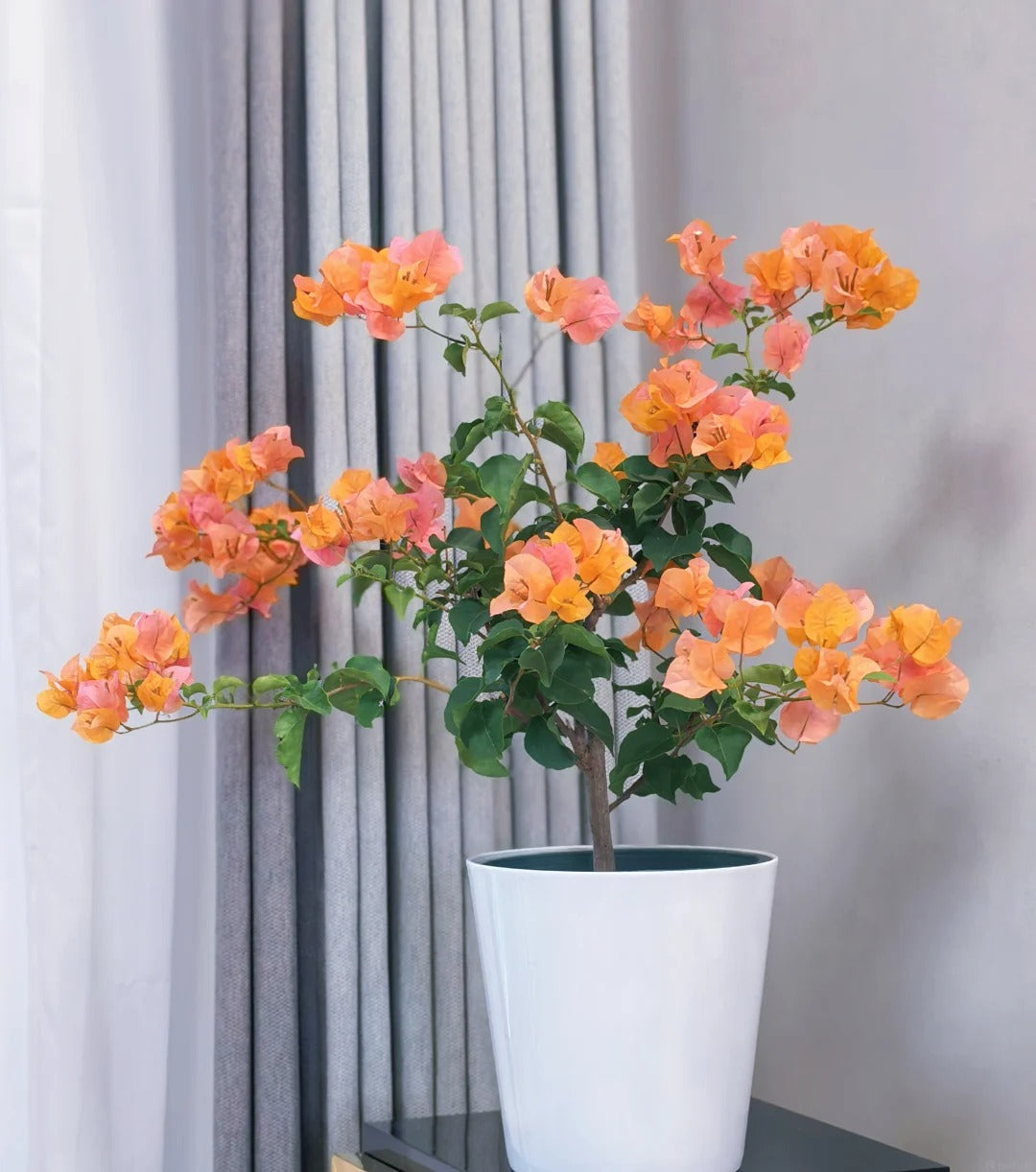 Bougainvillea 'Mrs. McClean'