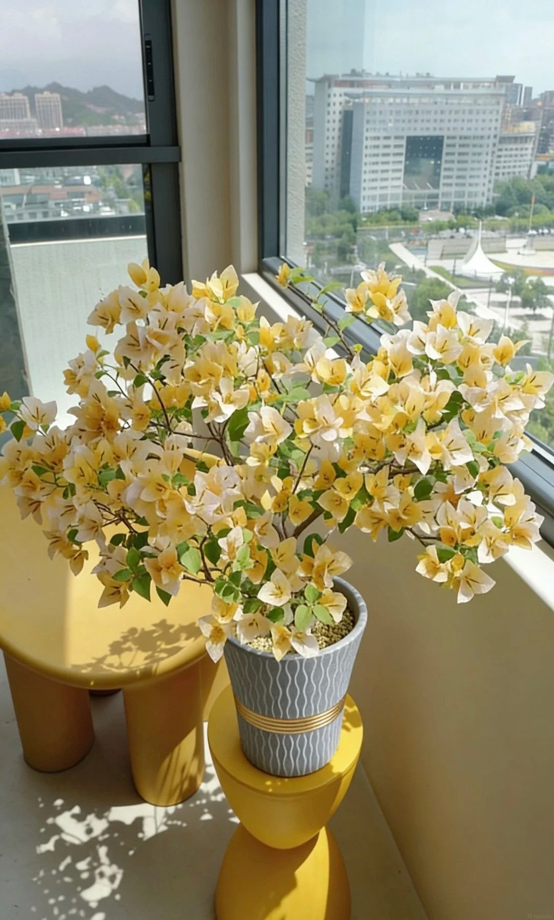Bougainvillea 'Suvarna'