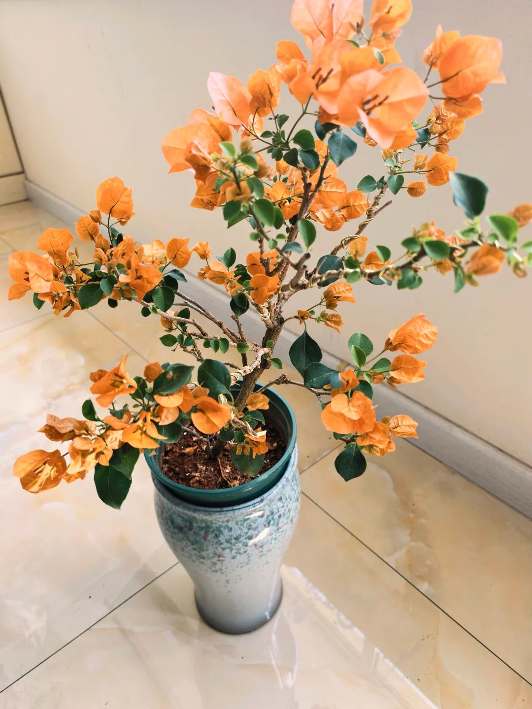 Bougainvillea 'Mrs. McClean'