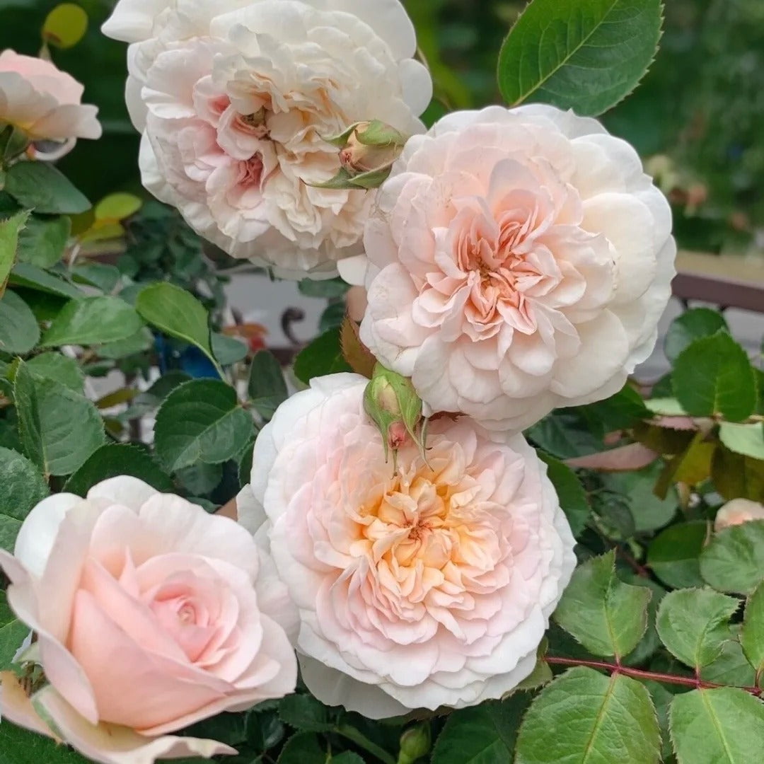 Emily Brontë® (AUSearnshaw) David Austin® Shrub Rose Brush Live Plant, 5 gallon