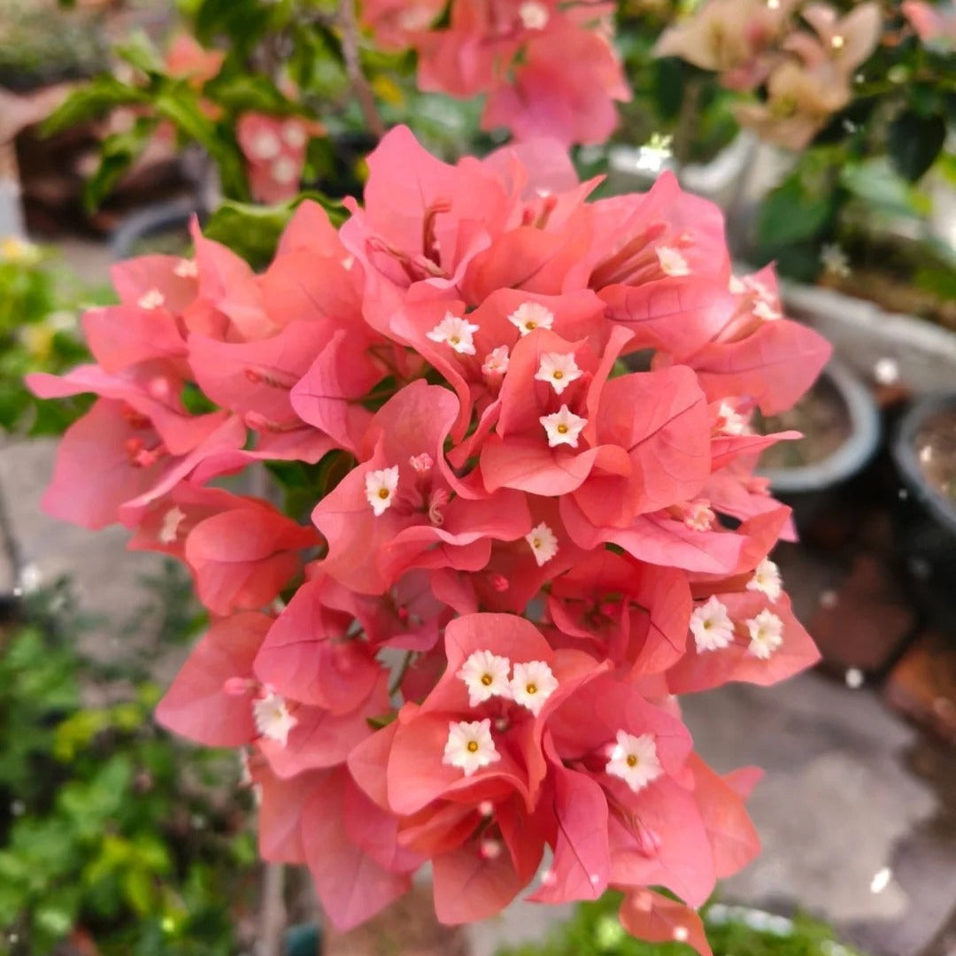 Bougainvillea 'Aruna'