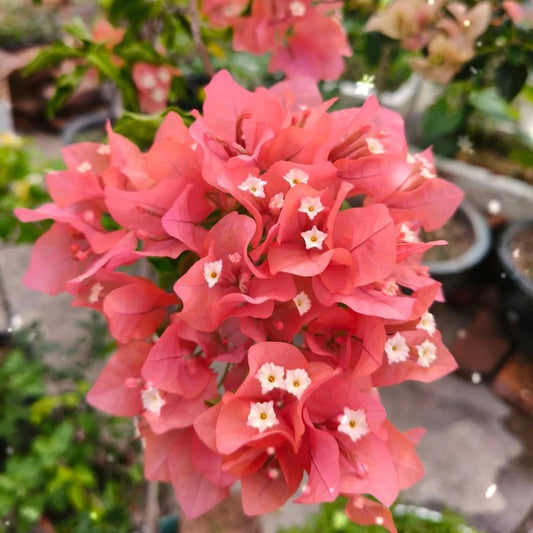 Bougainvillea 'Aruna'
