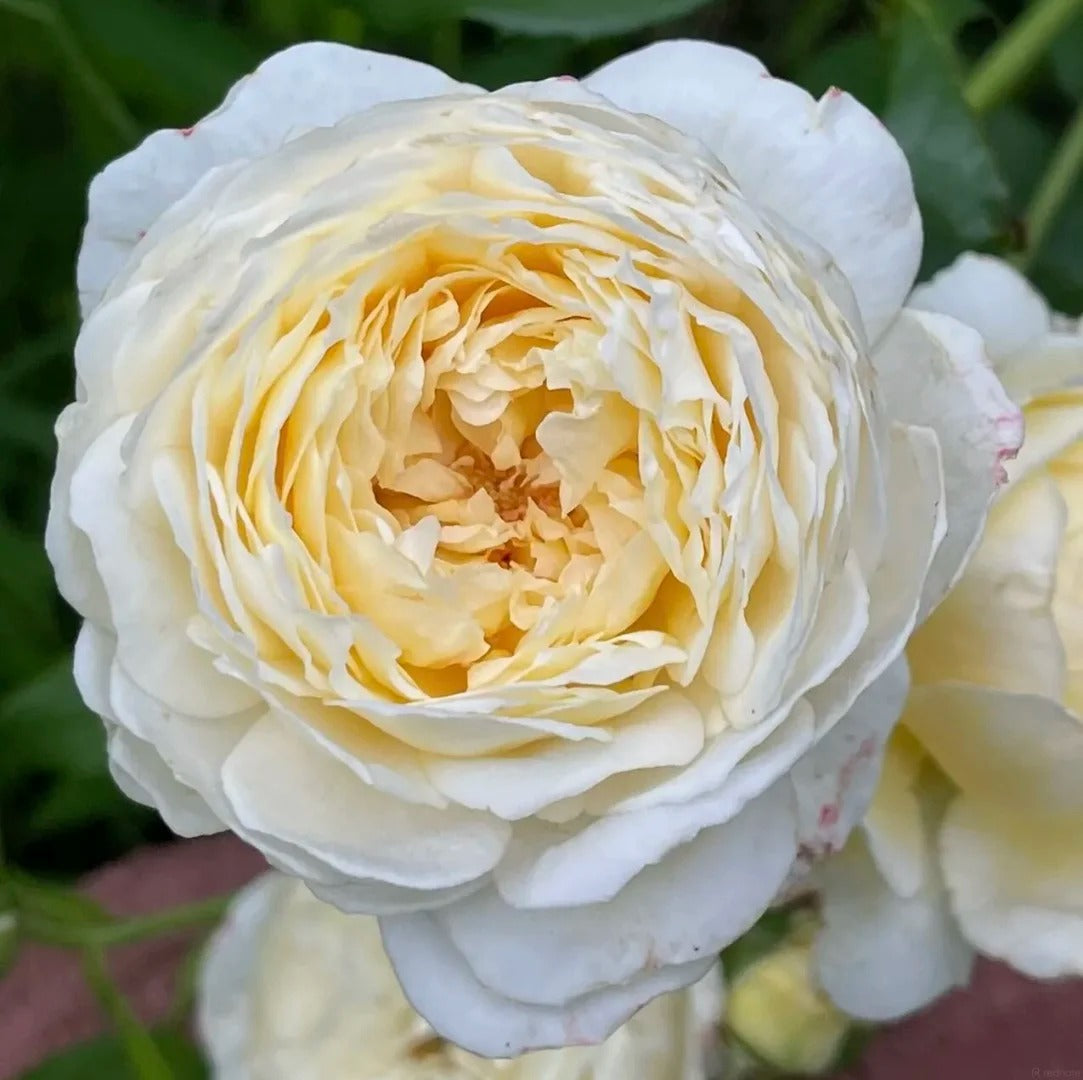 Claire Austin® (AUSprior) David Austin® Shrub Rose Brush Live Plant, 3-5 gallon