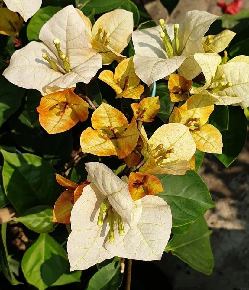 Bougainvillea 'Creme Brulee'
