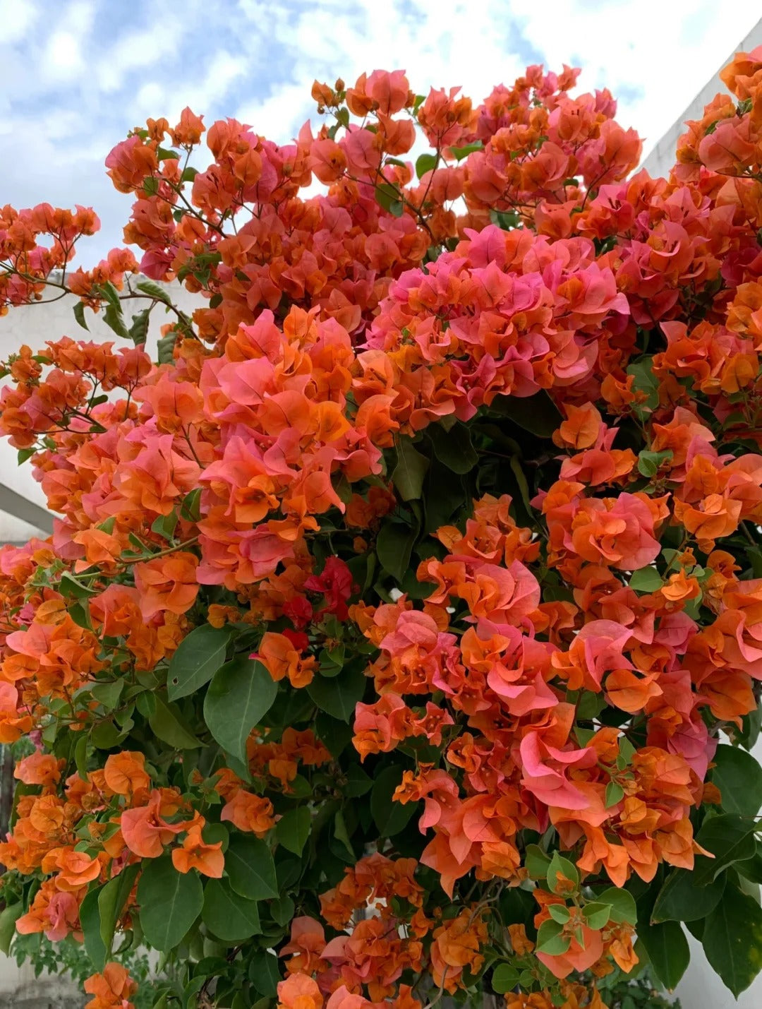 Bougainvillea 'Mrs. McClean'