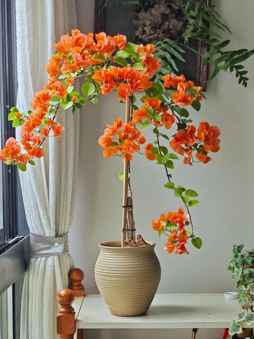 Bougainvillea 'Mrs. McClean'
