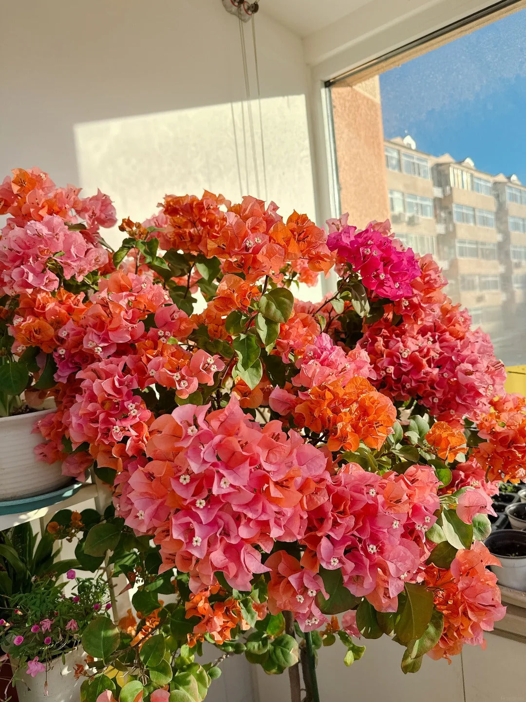 Bougainvillea 'Mrs. McClean'