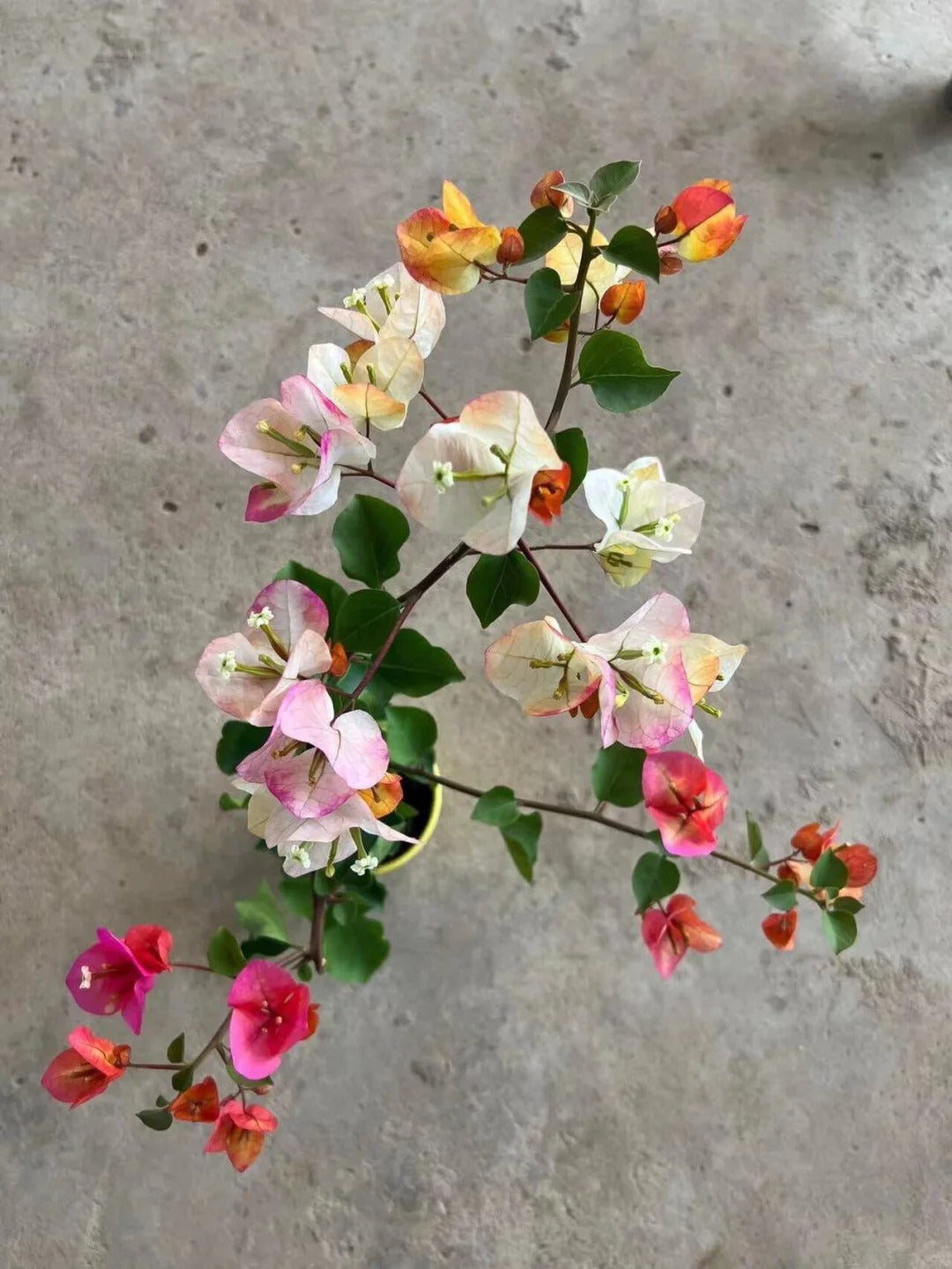 Bougainvillea 'Creme Brulee'