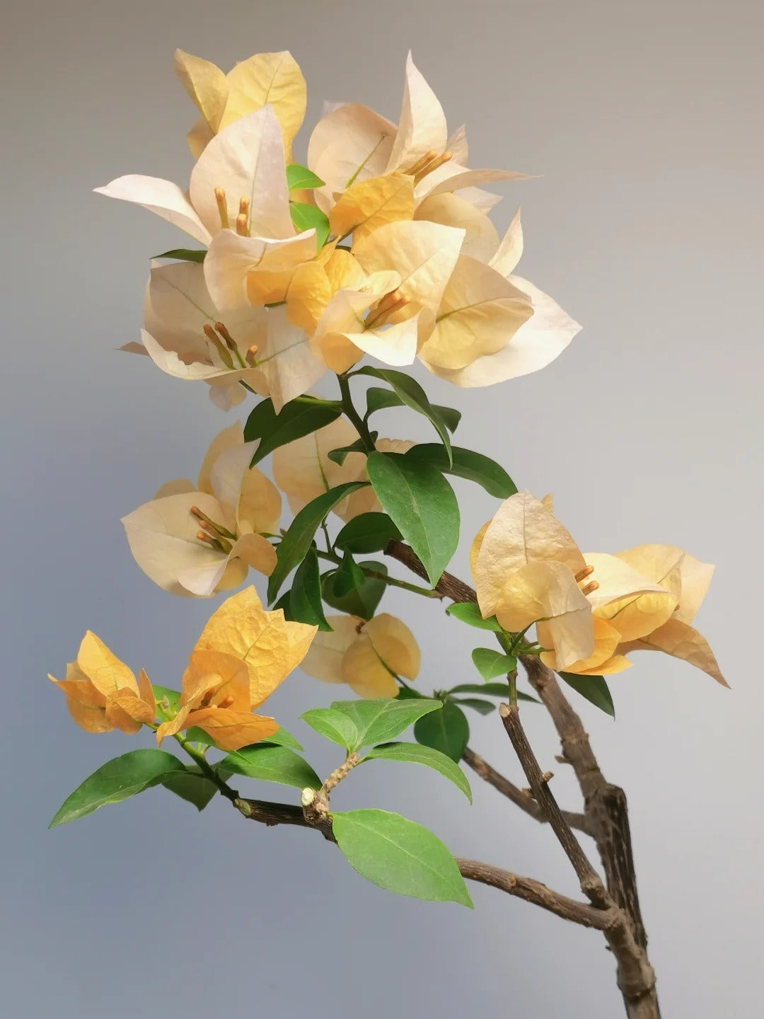 Bougainvillea 'Suvarna'