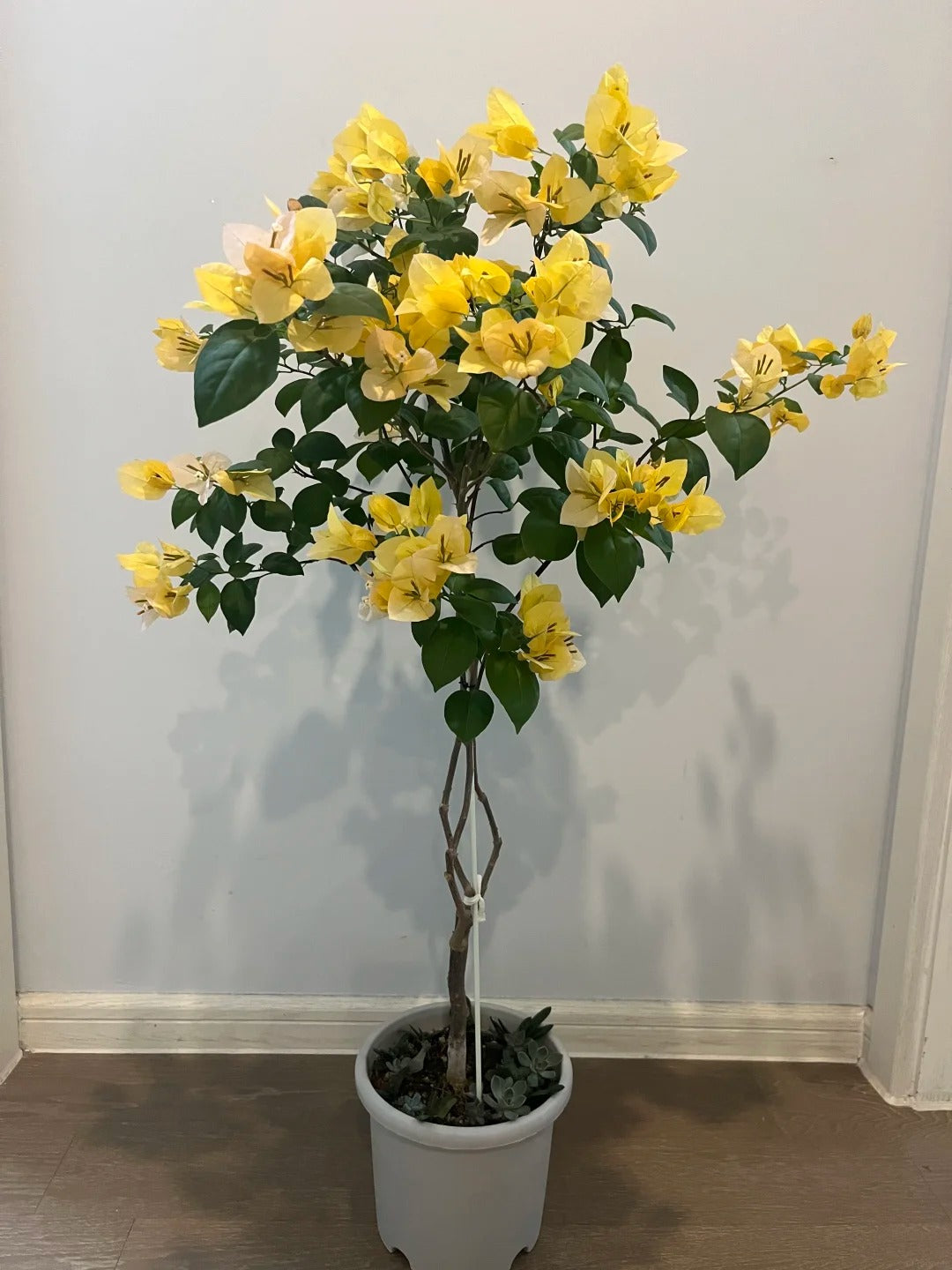 Bougainvillea 'Suvarna'