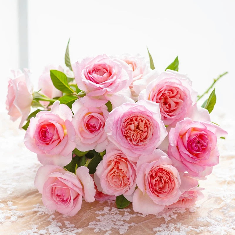 'Fendai' Shrub Rose