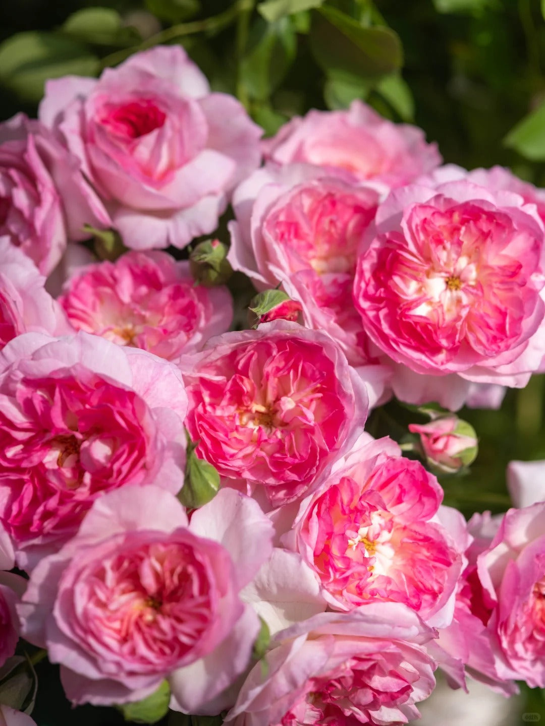 'Zhijin' Shrub Rose
