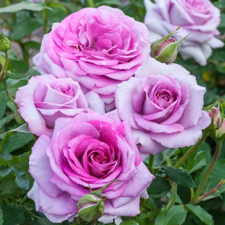 Violet’s Pride™ Shrub Rose Brush Live Plant, 5 gallon