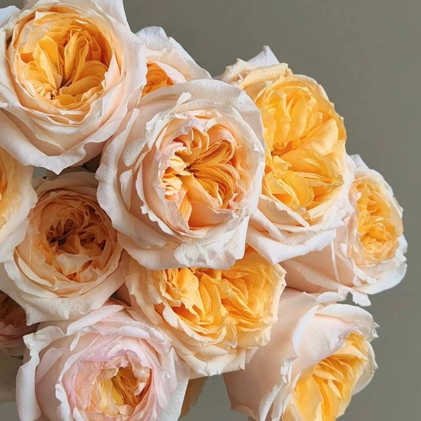 'Victorian Peach' Shrub Rose