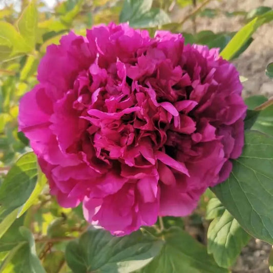 Wu Long Peng Sheng 乌龙捧盛 Tree Peony