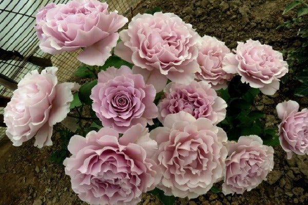 'Libellula' Shrub Rose