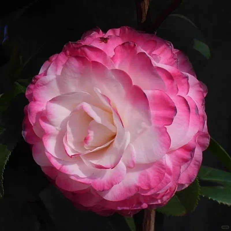 'Yaohuang Weizi' Camellia