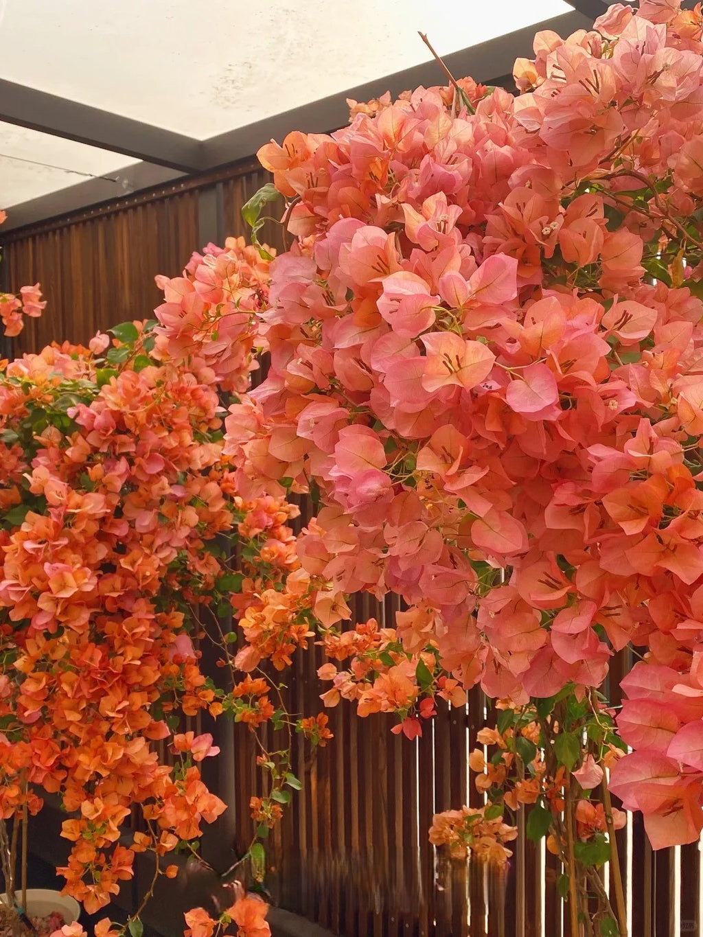 Bougainvillea 'Sunset'