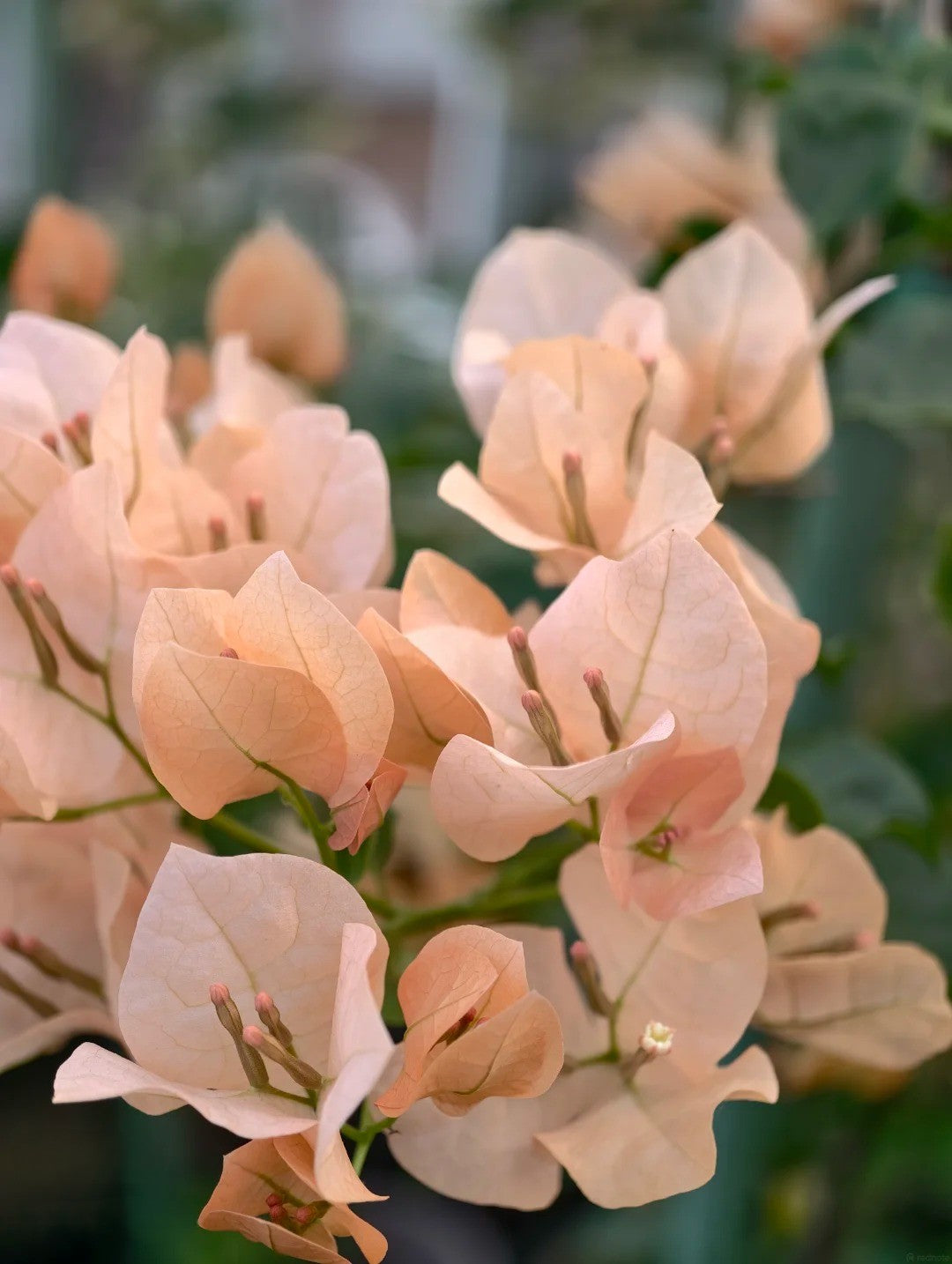 Bougainvillea 'Mona Lisa Tea'