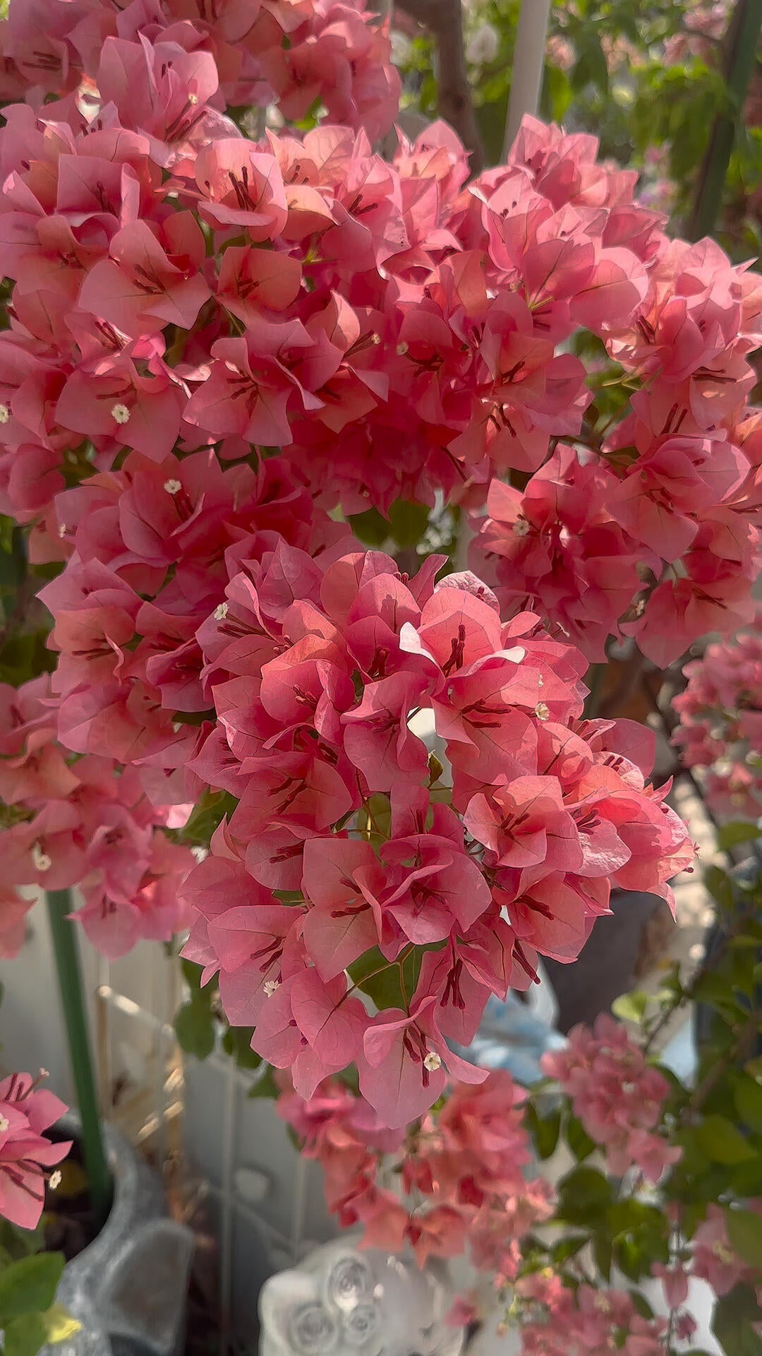 Bougainvillea 'Zinnibar'