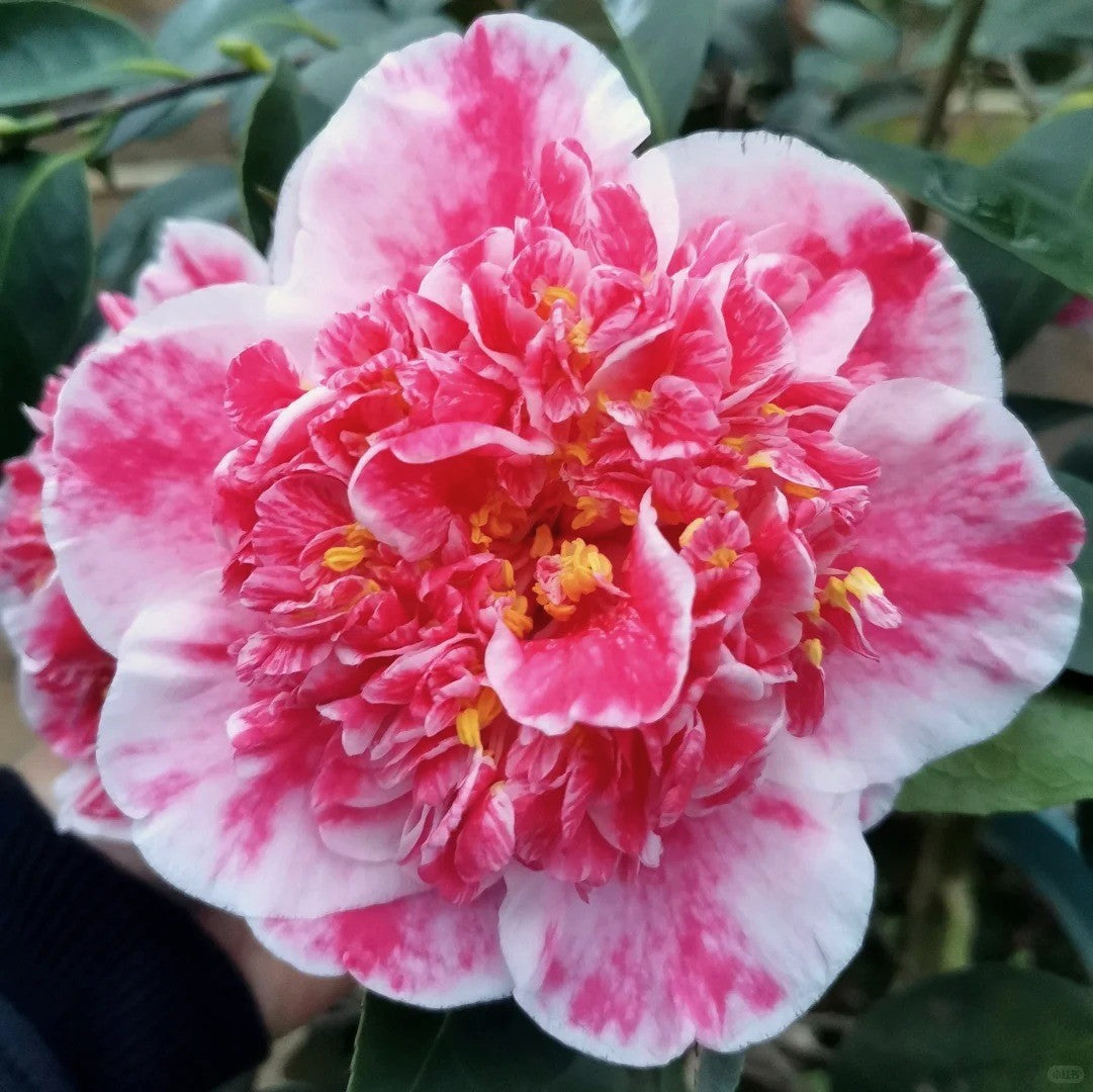 'Yutianshi' Camellia