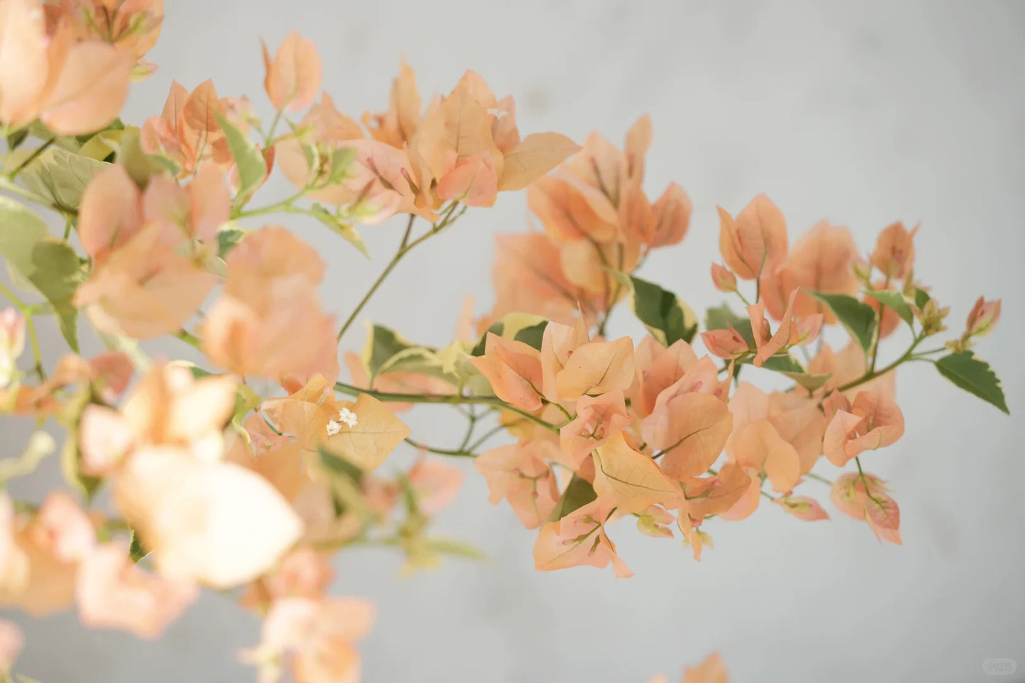 Bougainvillea 'Variegated Mas Perak'
